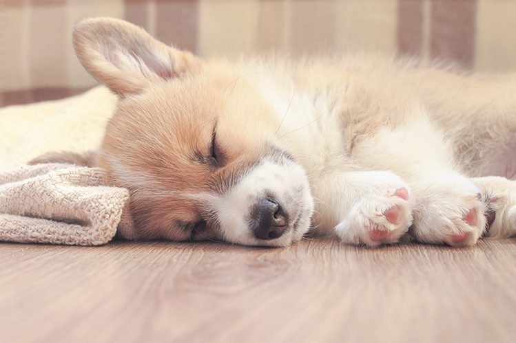 How much do dogs sleep?
