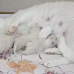 How much does a cat give birth?