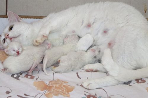 How much does a cat give birth?