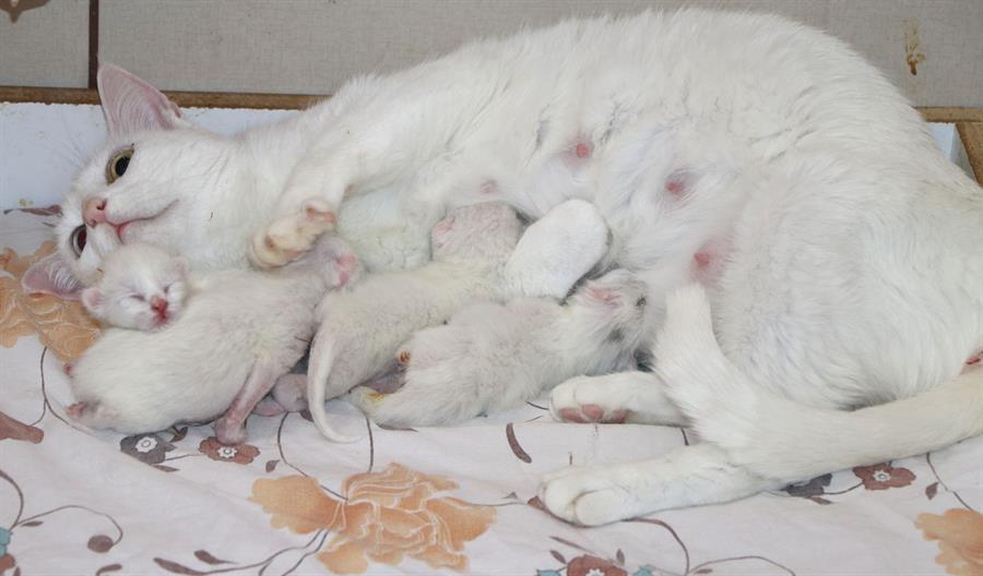 How much does a cat give birth?