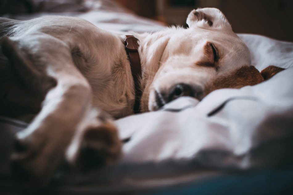 How much does a dog sleep