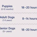 How much does a dog sleep