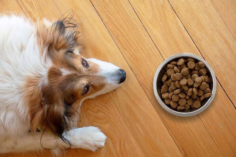 How much dry food to give a dog: the norm per day