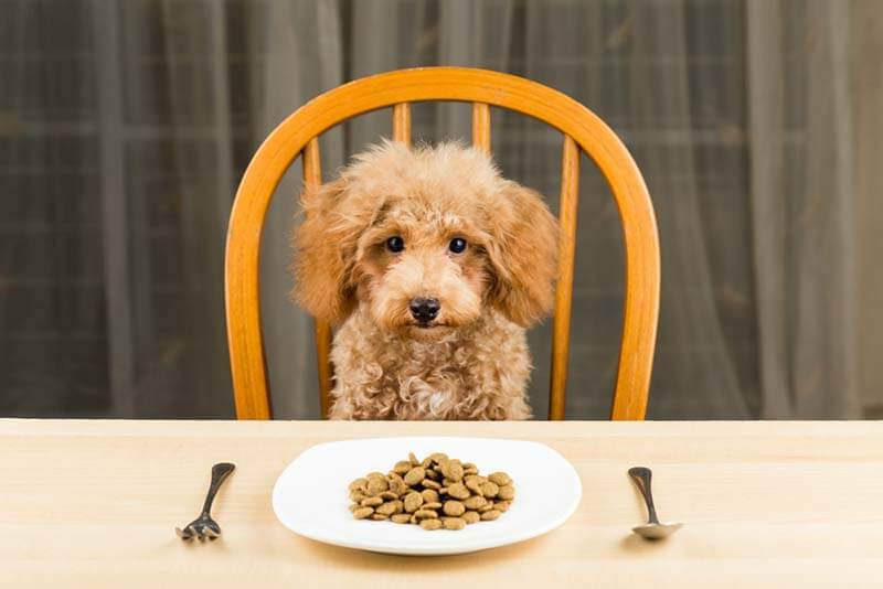 How much dry food to give a dog: the norm per day