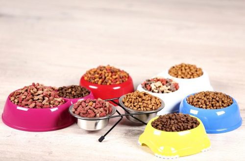 How much food to feed a dog and a cat per day