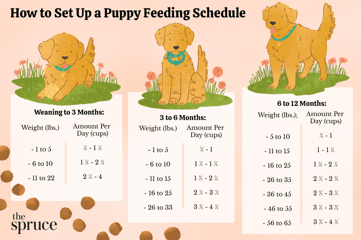 How much time per dog per day?