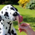 How not to spoil a dog?
