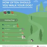 How often and how much to walk the dog