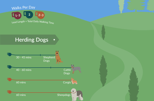 Koliko često trebate šetati psa?