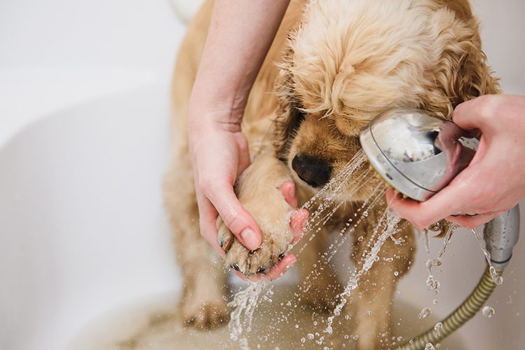 How often to bathe a dog?