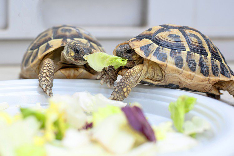 How often to feed turtles?