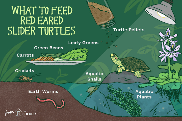 How often to feed turtles?