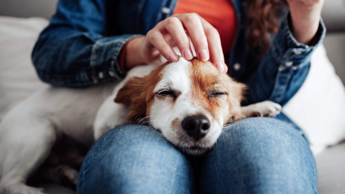 How playing with a dog affects our brain