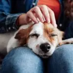 How playing with a dog affects our brain