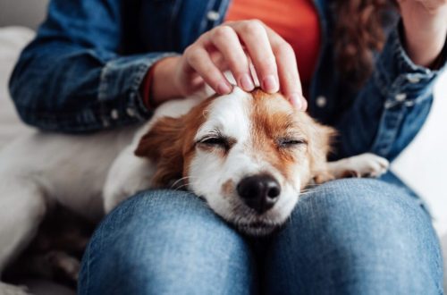 How playing with a dog affects our brain