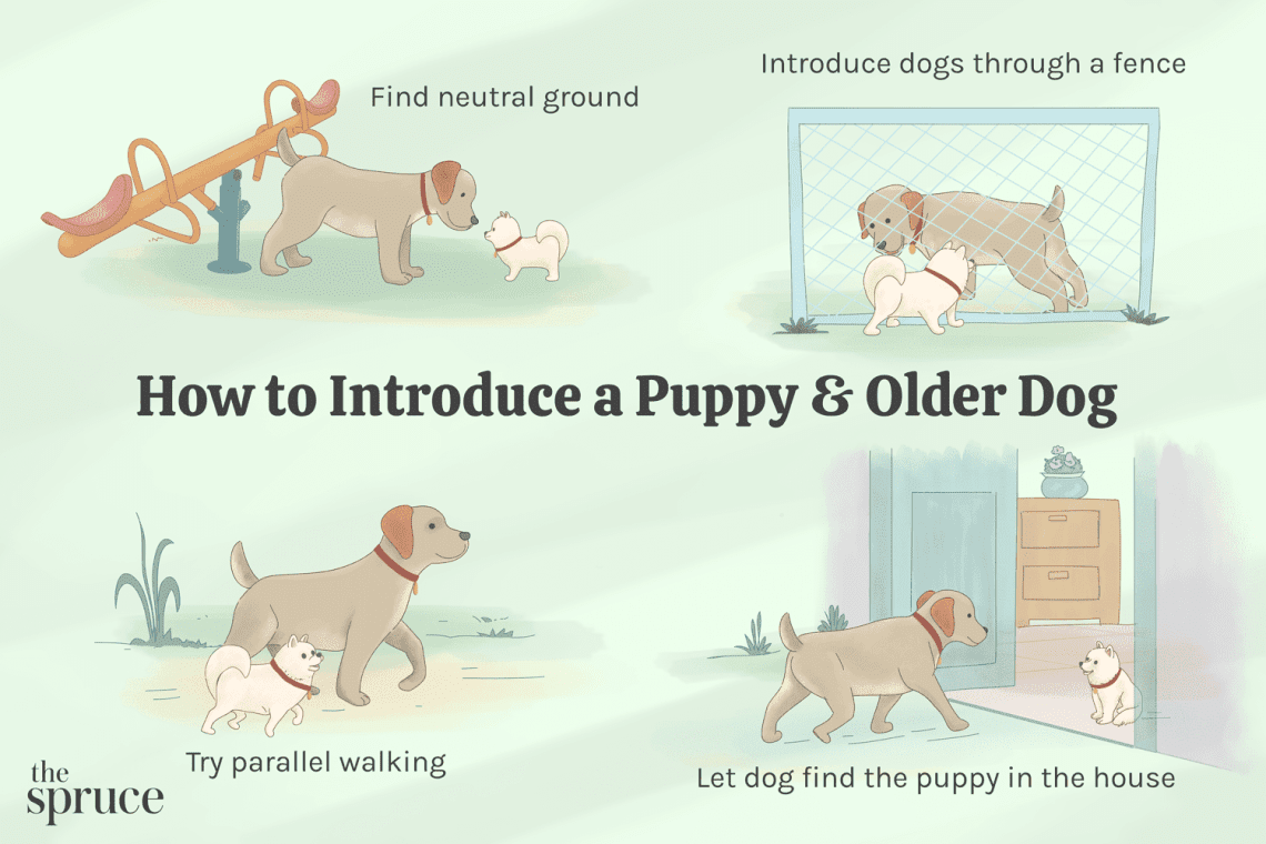 How to accustom a dog to a place?
