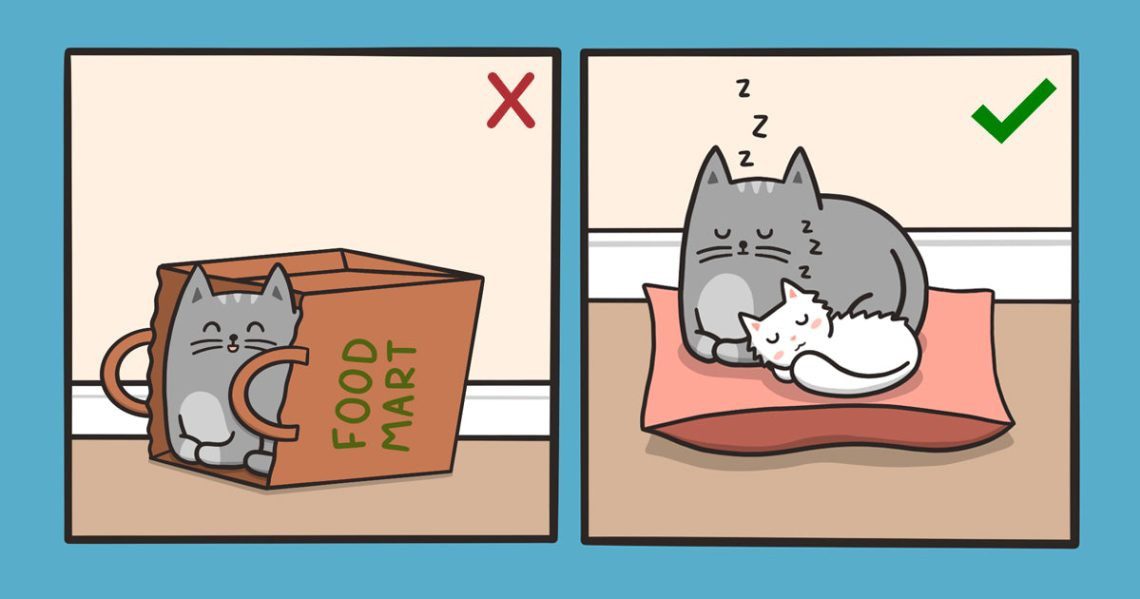 How to accustom a kitten to a place to sleep?