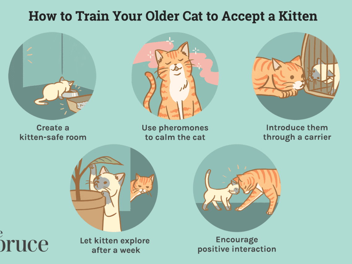 How to adapt a kitten to a new home?