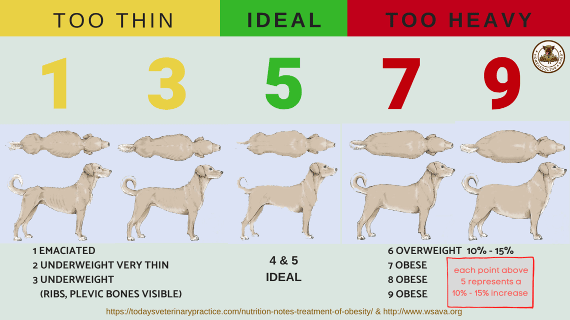 How to assess the degree of fatness of a dog?