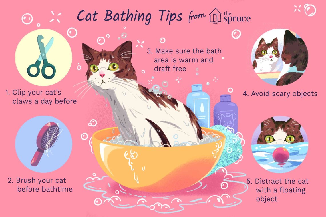 How to bathe a kitten?