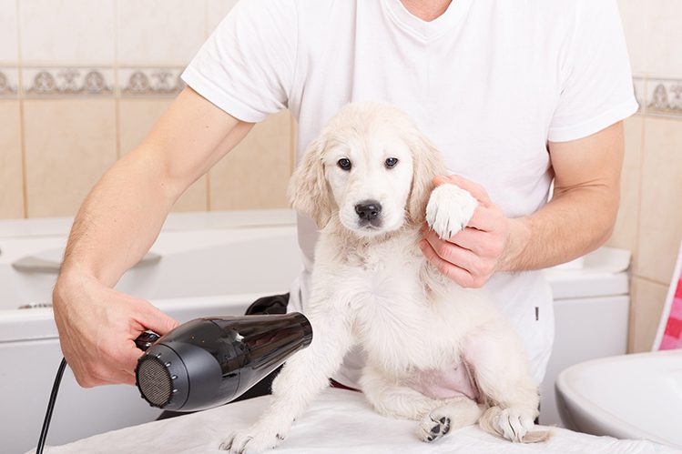 How to bathe a puppy