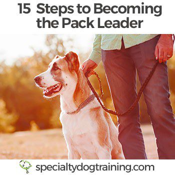 How to become a leader for an independent dog?