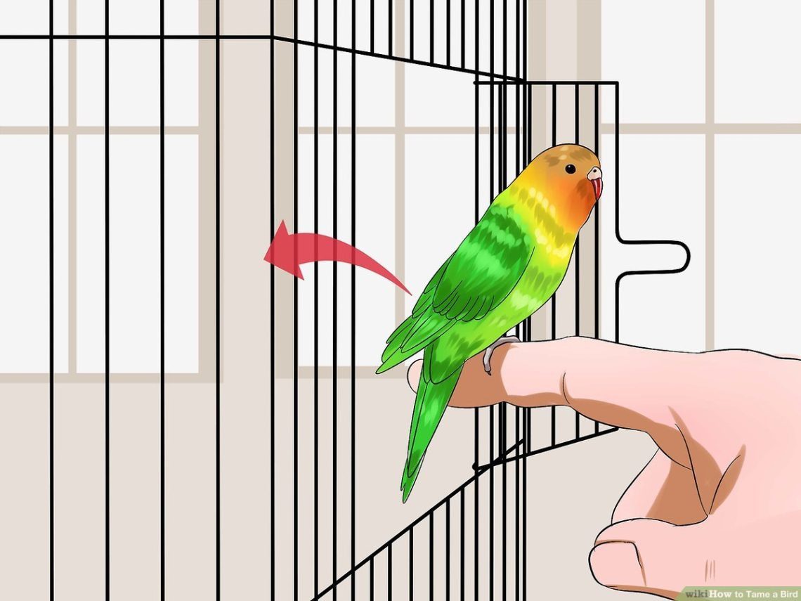 How to Befriend a Parrot in 9 Steps