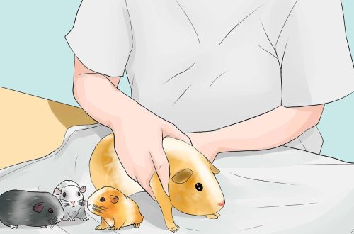 How to breed self breed guinea pigs