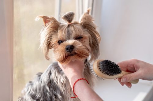 How to brush a dog?