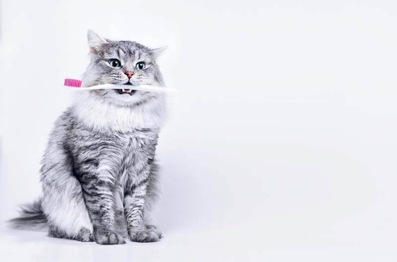 How to brush your cats teeth at home?