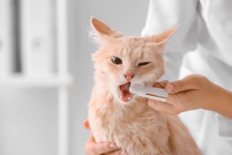 How to brush your cats teeth at home?