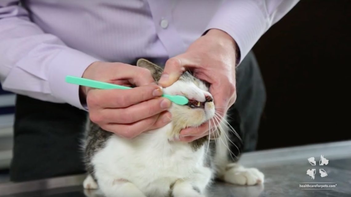 How to brush your cat&#8217;s teeth