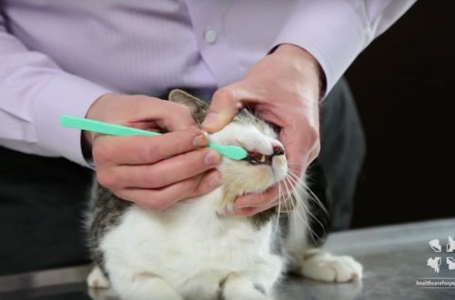 How to brush your cat&#8217;s teeth at home?