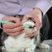 Third eyelid in cats: causes of pathologies and treatment