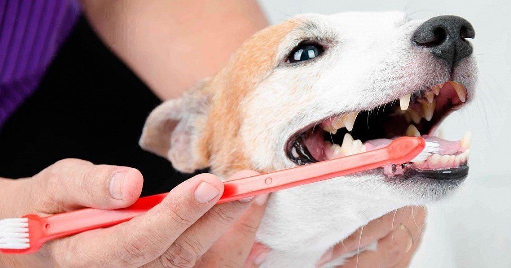 How to brush your dogs teeth: at home and with ultrasound