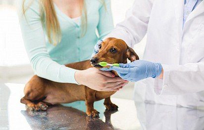 How to brush your dogs teeth: at home and with ultrasound