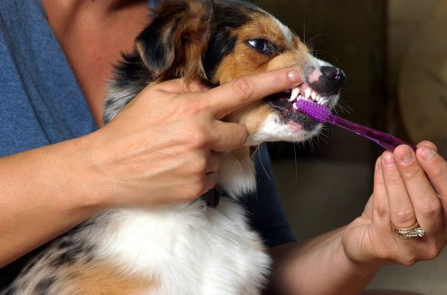 How to brush your dog&#8217;s teeth