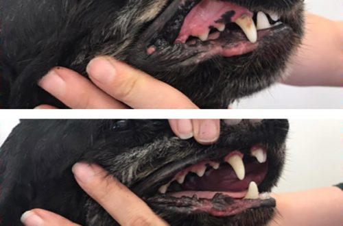 How to brush your dog&#8217;s teeth: at home and with ultrasound