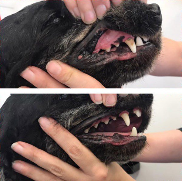 Kako oprati zube svom psu: kod kuće i ultrazvukom