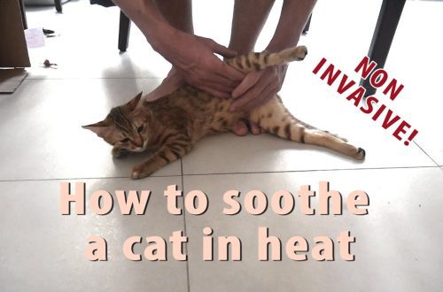 How to calm a cat in heat