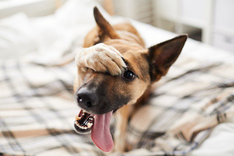 How to calm a hyperactive dog