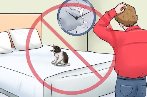 How to calm a kitten?