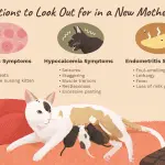 How to care for a cat after childbirth?