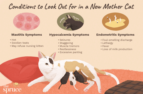 How to care for a cat after childbirth?