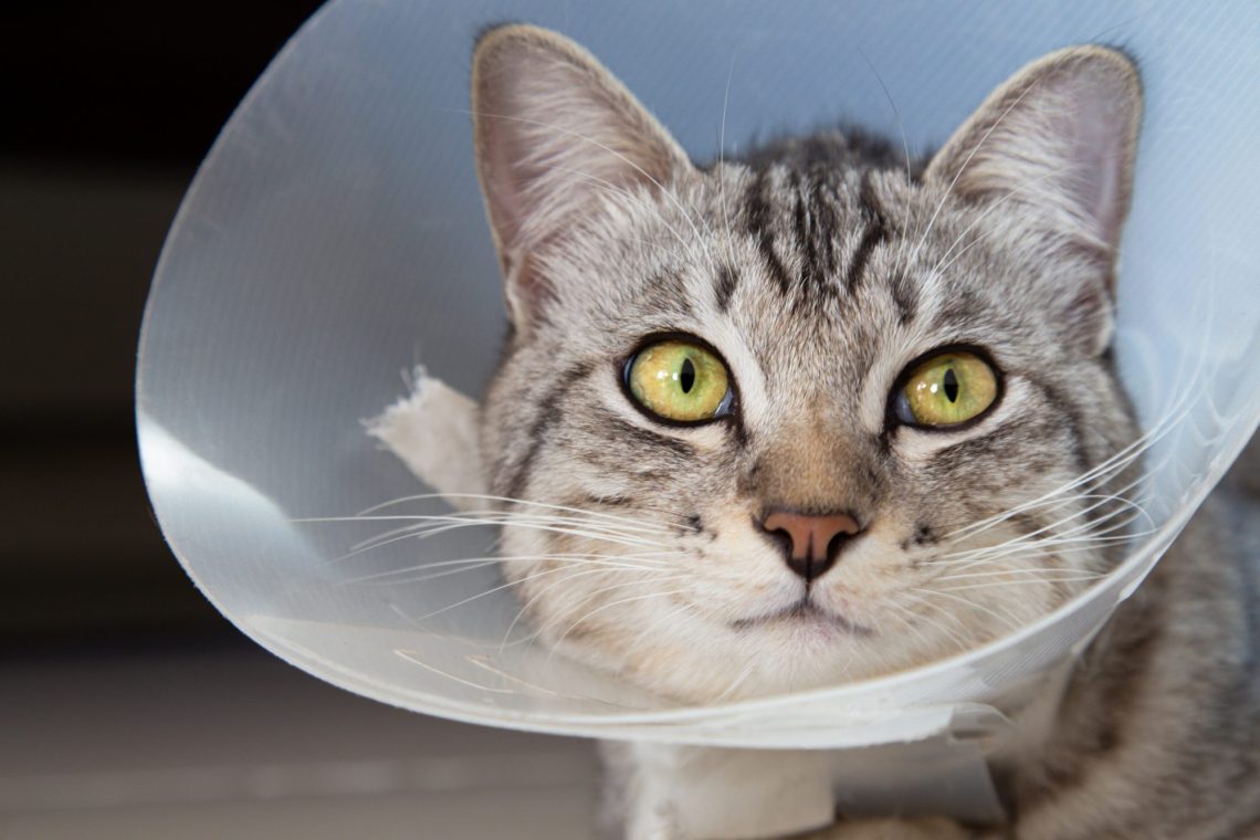 How to care for a cat after spaying?