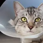 How to care for a cat after spaying?