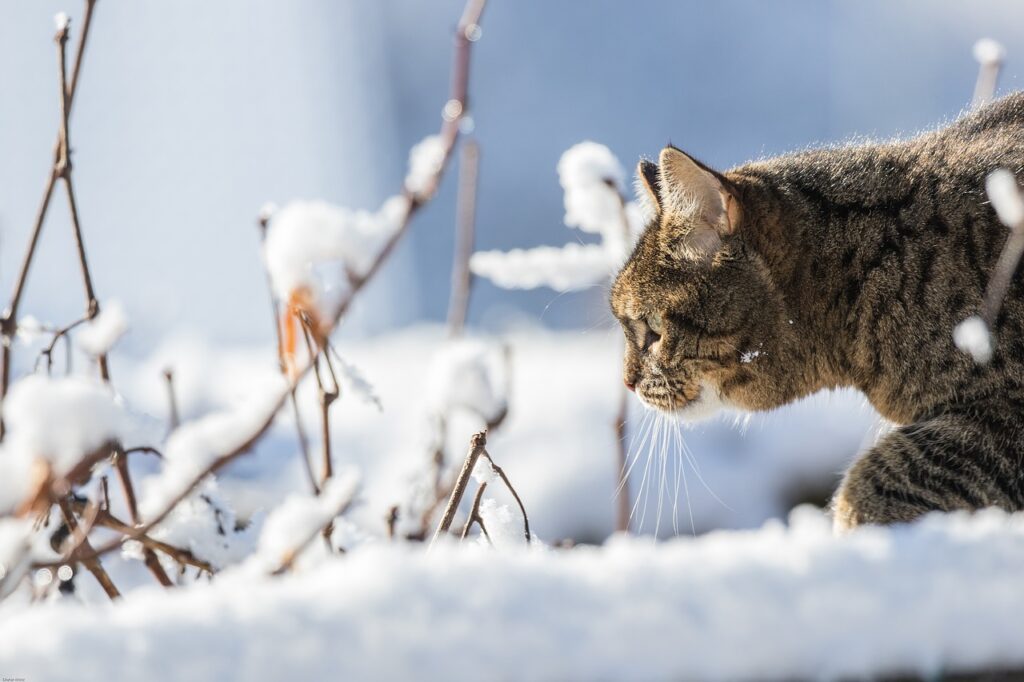 How to care for a cat in winter