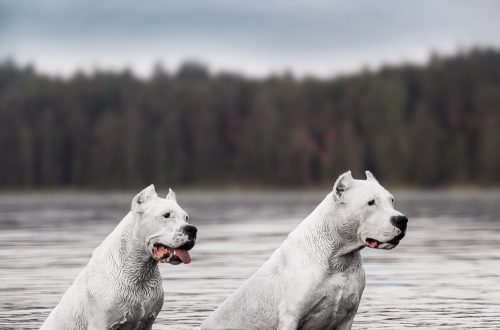 How to care for a Dogo Argentino?