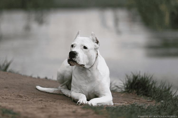 How to care for a Dogo Argentino?