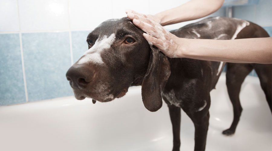 How to care for a smooth-haired dog